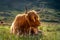 Scottish highlander cow portret at sunset light