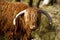 Scottish highlander ox