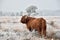 Scottish highlander in snow