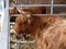 Scottish highlanders in barn