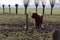 Scottish highlanders cattle with big horn colored by the sunlight in a pasture in Arkel in the Netherlands