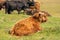 Scottish Highlanders lie in the grass, in the sunlight. The cows have large horns. A nature reserve in the Netherlands