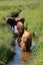 Scottish highlanders are looking for cooling in the water