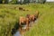 Scottish highlanders are looking for cooling in the water