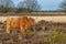 Scottish Higlander or Highland cow cattle