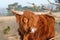 Scottish Higlander or Highland cow cattle
