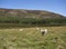 Scottish Hill sheep grazing on the Valley floor after being sheared in Glen Mark
