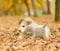 Scottish kitten and alaskan malamute puppy in autumn park