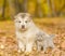 Scottish kitten and alaskan malamute puppy standing together in autumn park