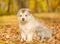 Scottish kitten and alaskan malamute puppy standing together in autumn park