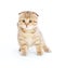 Scottish kitten fold pure breed staying isolated