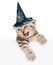 Scottish kitten with hat for halloween looking out the poster. on white background