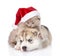 Scottish kitten and Siberian Husky puppy with santa hat. isolated