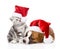 Scottish kitten and small puppy with santa hat. isolated