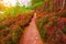 Scottish landscape with violet heather flowers and pathway