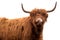 Scottish long-haired cow isolated