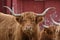 Scottish long horn cattle