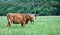 Scottish Longhorn Cows in Pasture