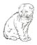 Scottish lop eared kitten drawing