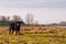 Scottish Lowland cows in a Dutch nature reserve