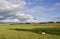 Scottish Lowland Landscape with Sheep