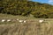 Scottish Mountain Blackface highland sheep, Ewes