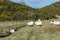 Scottish Mountain Blackface highland sheep, Ewes