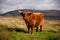 Scottish mountain highland cattle