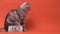 Scottish pedigreed fold cat with a bill of one hundred euros on an orange background. Fluffy beautiful gray striped cat