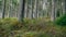 Scottish Pine Forest Floor