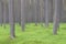 Scottish Pine forest with green underground