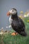 A Scottish Puffin looking splendid