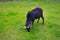 Scottish ram goat, sheep pasturing in a green grass in Aberfoy