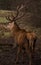 Scottish red deer stag