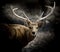 Scottish red deer stag