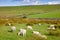 Scottish rural landscape with grazing sheep