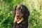 Scottish setter dog on green grass