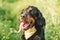 Scottish setter dog on green grass