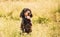 Scottish setter sitting in summer grass