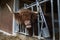 Scottish shaggy highland bull in the farm eating hay