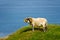 Scottish sheep