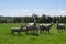 Scottish sheep in field in Aberdeenshire