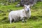 Scottish sheep grazing, Highlands, Scotland