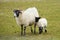 Scottish sheep isle of Mull Scotland uk with horns and white and black legs