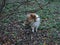 Scottish Sheepdog in the forest.