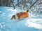 Scottish Sheepdog is playing in the snow.