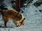 Scottish Sheepdog is playing in the snow.