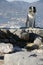 Scottish shepherd dog or Scotch Collie with the background of the sea