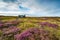 A Scottish shieling hut on peat bog near Stornoway