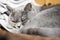 Scottish short-haired gray cat sleeping coiled